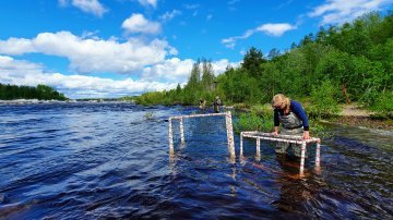 Tiedote: Lohen kalastusrajoitukset jatkuvat Itämeren pääaltaalla