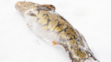 Mateen sesonkiaika on tammi-maaliskuulla