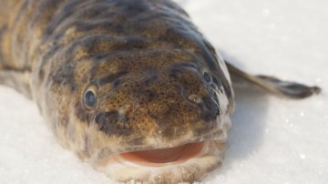 Made on talviajan herkkusaalis