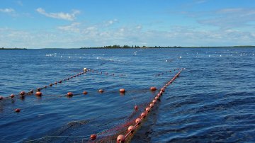 Kemijärvellä kehitetään kaupallista kalastusta