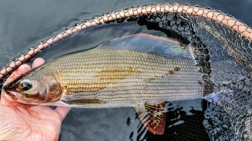 Vapaa-ajankalastajille tuli tiettyjen lajien ilmoitusvelvollisuus