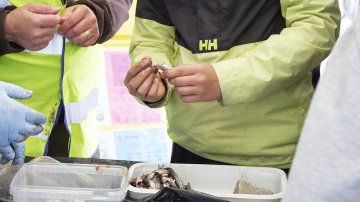 Yle: Jo yksi kala-annos lisää viikossa lihan sijaan pienentäisi ruokailun hiilijalanjälkeä tuntuvasti