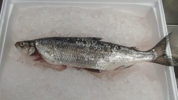 Inarijärvestä nousi Suomen ennätysmuikku